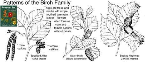 Bitch family ~ pixeldrain.